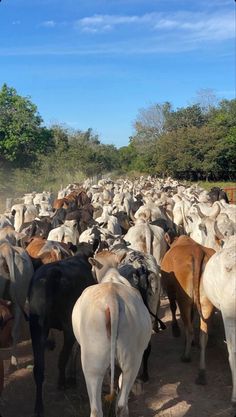 Farm Vision Board, Emakhaya Aesthetic, Rancho Aesthetic, Farming Aesthetic, Agriculture Pictures, Foto Cowgirl, Cattle Farm, Africa Photography, Farm Lifestyle