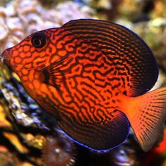 an orange and black fish is swimming in the water near some rocks, corals and other sea life