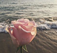 a pink rose sitting on top of a sandy beach next to the ocean with waves coming in