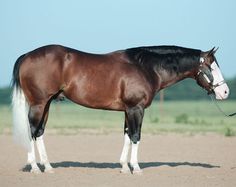 a brown horse standing on top of a dirt field