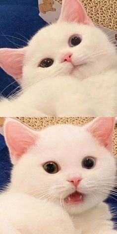 two pictures of a white cat with blue eyes and one has it's mouth open