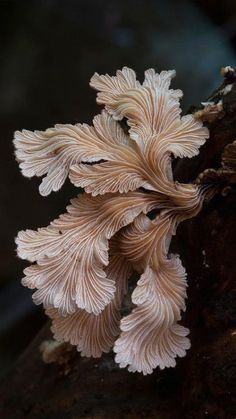 a close up of a mushroom growing on a tree