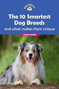 What's the smartest dog breed? ​ ​We're showcasing 10 breeds known for being top of their class with their smarts, why and the jobs where they excel due to their abilities and dog behaviors. If you're choosing a dog and want a smart dog breed, this post can help you find the right fit for your family and lifestyle. Discover these dog facts in our smart dog spotlight when you read now! | pet advice