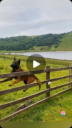 a dog jumping over a wooden fence to catch a frisbee in its mouth