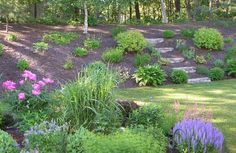 the garden is full of flowers and plants, including lavenders in the foreground