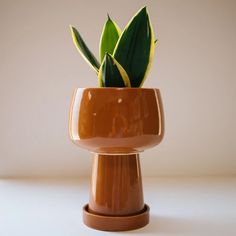 a small potted plant sitting on top of a table