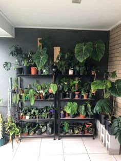 a room filled with lots of potted plants on top of shelves next to each other