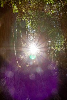 the sun is shining through the trees in the forest