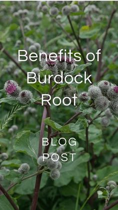 Benefits of Burdock Root — Zhi Herbals Burdock Root Tea Benefits, Burdock Root Benefits, Burdock Tea, Burdock Root Tea, Dandelion And Burdock, Edible Weeds, Edible Wild Plants, Burdock Root, Healing Plants