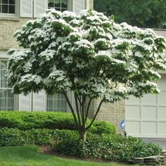 a white flowering tree in front of a house