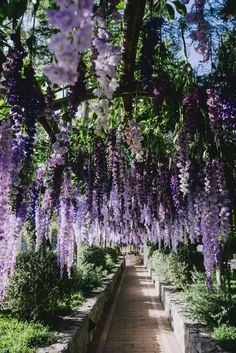 purple flowers are hanging from the ceiling in a garden area with stone benches and brick walkways