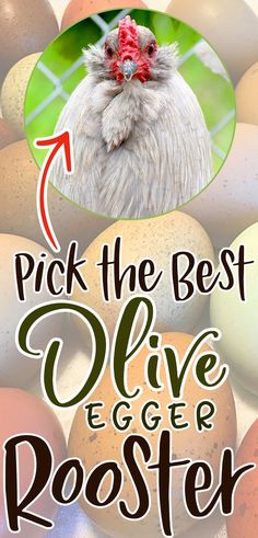 a light gray feathered chicken rooster is shown with different shades of pretty olive and earthy colored eggs and text that reads Pick the Best Olive Egger Rooster Olive Egger Chicken, Chicken Keeping