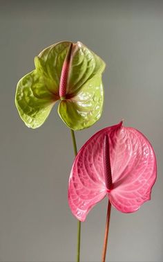 two pink and green flowers in a vase