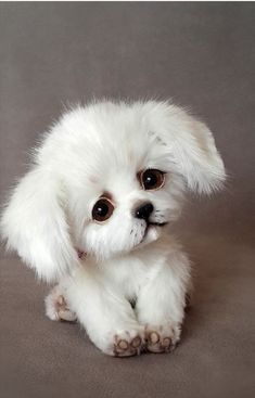 a small white dog with big brown eyes