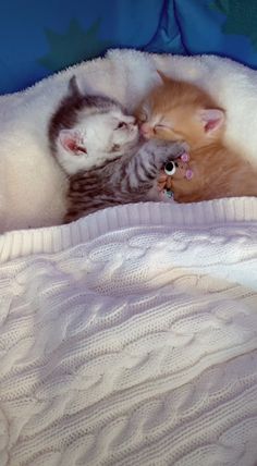 two kittens cuddle together on a blanket