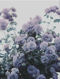 purple flowers are blooming in front of the sky and behind them is green leaves