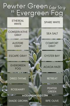 the different types of evergreens are shown in this graphic above it's description