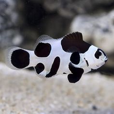 a black and white fish swimming in an aquarium