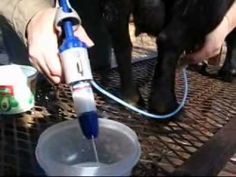 a person is using an animal's pump to drink water from a bucket while another hand holds the hose