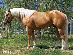 a brown horse standing on top of a lush green field