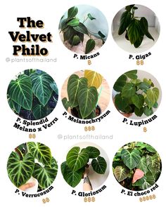 there are many different types of plants that can be found in the houseplants