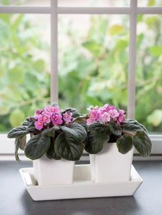 two potted plants sitting on top of a white tray next to a window sill