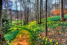 a path in the middle of a forest with yellow daffodils on it