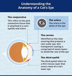 the anatomy of an eye and how it is used to help you understand what's inside