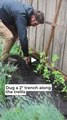 18K views · 261 reactions | 🫛 SNAP | 🫛 SNAP  #howtogrowsnappeas #beginnergardening #gardeningtips | By Jordan Mara | Facebook Pruning Raspberries, Raspberry Patch, Growing Raspberries, Raspberry