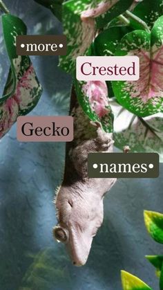 an animal hanging upside down from a tree branch with the name gecko on it