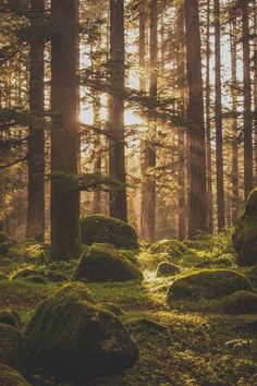 moss covered rocks in the middle of a forest