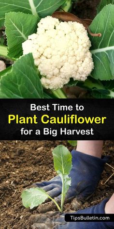 the best time to plant cauliflower for a big harvest