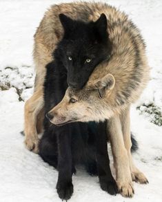 two gray wolfs cuddle together in the snow