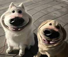 two dogs sitting next to each other on the ground with their mouths open and tongue out