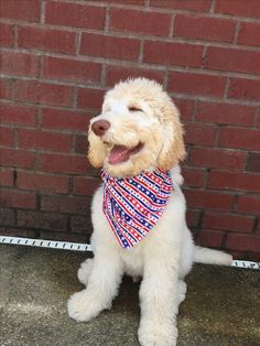 a white dog wearing a red, white and blue bandana sitting in front of a brick wall