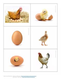 an egg, chicken, and other animals are shown in four different pictures with the same color