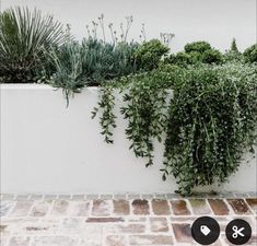 plants are growing on the side of a wall in front of a brick flooring area