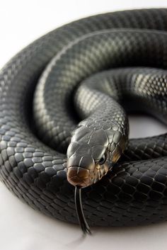 a black and brown snake on a white surface