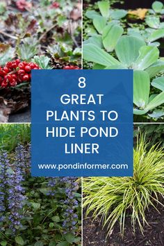 different types of plants with the words 8 great plants to hide pond liner