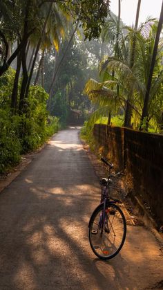 a bike parked on the side of a dirt road next to palm trees and bushes