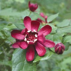 a red flower with green leaves in the background