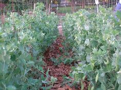 there are many green plants growing in the garden, and one person is looking at them