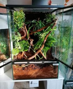 an aquarium filled with plants and dirt