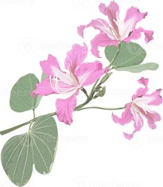 pink flowers with green leaves on a white background