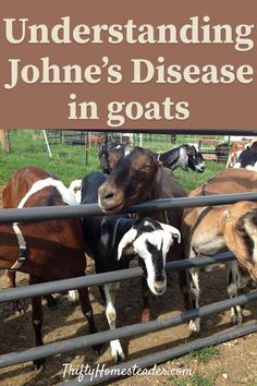 a herd of goats standing next to a metal fence