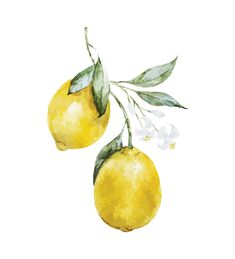 two lemons with green leaves and white flowers on a branch, painted in watercolor