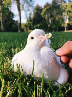 a small white bird sitting in the grass with a person's hand holding it