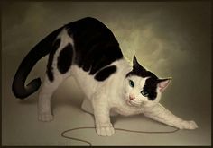 a black and white cat is playing with a cord