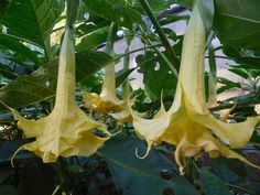 yellow flowers blooming in the middle of a green plant with large leaves on it