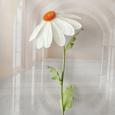 a single white flower with green leaves in an empty room